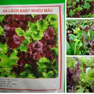 Hạt giống rau xà lách baby - Gói 5gram