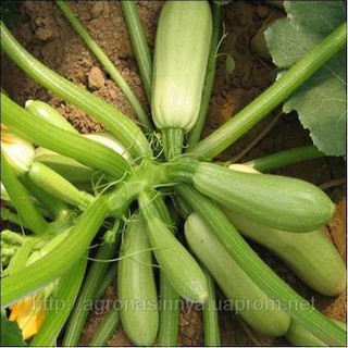 Hạt giống bí ngồi Xanh