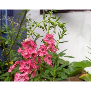 Hạt Giống Hoa Ngọc Hân - Hoa Bâng Khuâng 10 Hạt