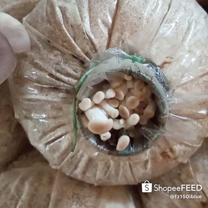 10 phôi nấm bào ngư xám dài - ngắn