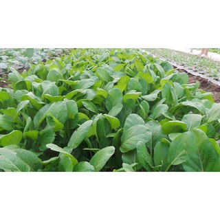 HẠT GIỐNG CẢI THÌA 20GR