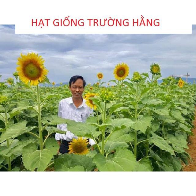 25 Hạt giống Hướng dương Khổng lồ (LẤY HẠT)