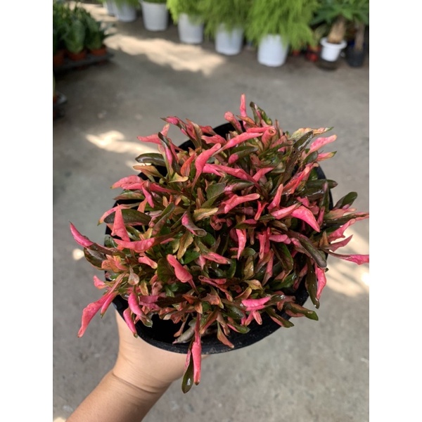 Cây Kỷ đỏ (dền đỏ)