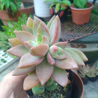 Sen đá thược dược tím - Sen đá 11