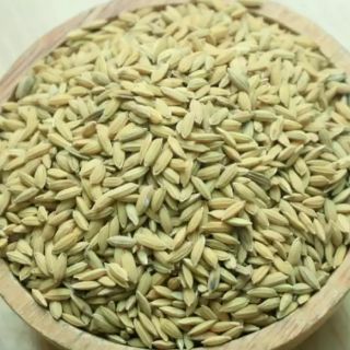 2kg Lúa tiêu dùng cho gà, chim cảnh