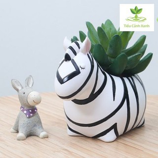 Chậu cây ngựa vằn hoang dã dễ thương - trang trí - tiểu cảnh