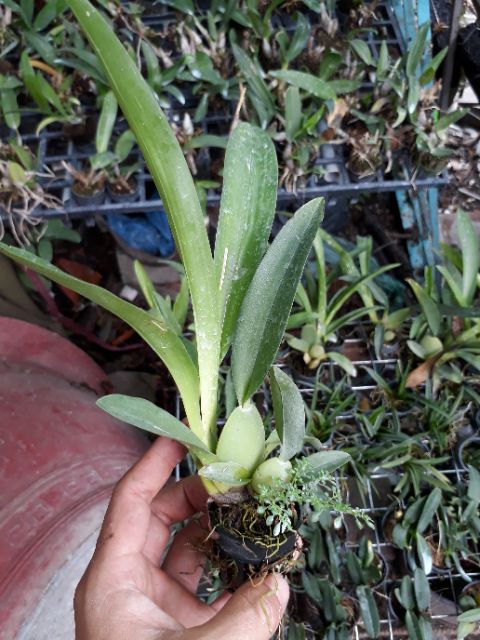 Vũ nữ sharry baby hoa thơm