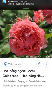 Cây giống hoa hồng
