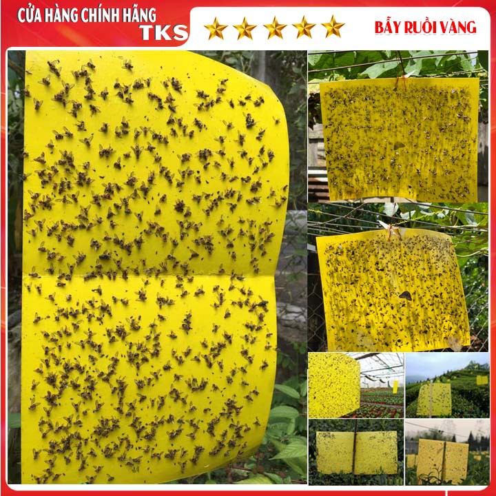 BẪY SIÊU DÍNH RUỒI VÀNG Bám Dính 2 Mặt, Kích thước 20 x 25cm