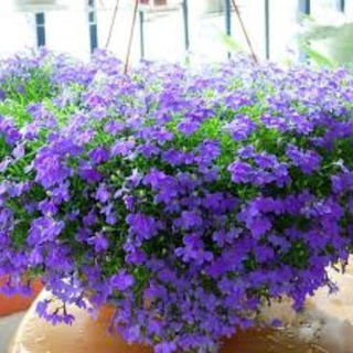 50 hạt giống cúc lobelia (thúy điệp)