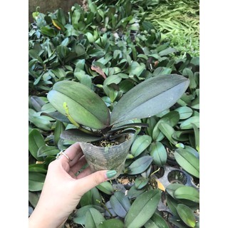 hoa lan hồ điệp đang nụ .