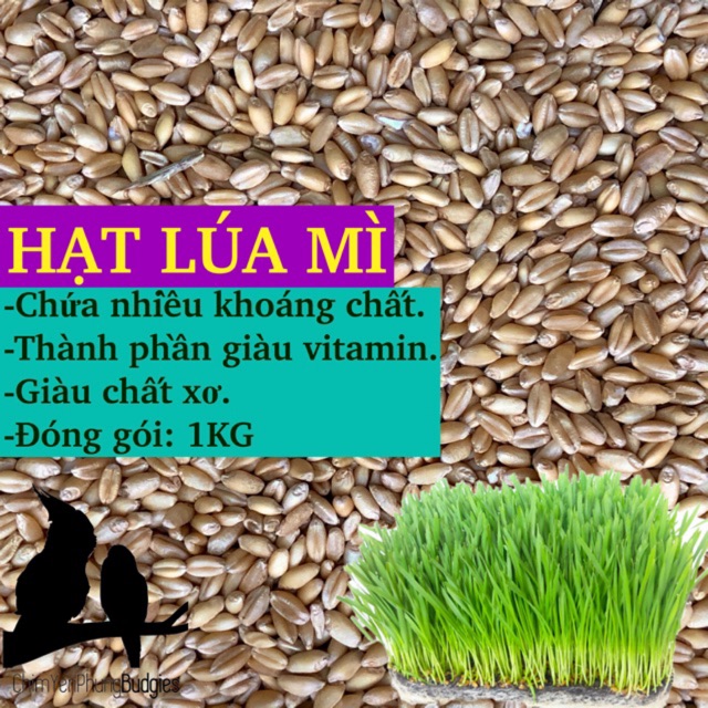 1kg hạt giống cỏ lúa mì • wheatgrass • cỏ mèo, ép lấy nước uống (hạt đẹp).