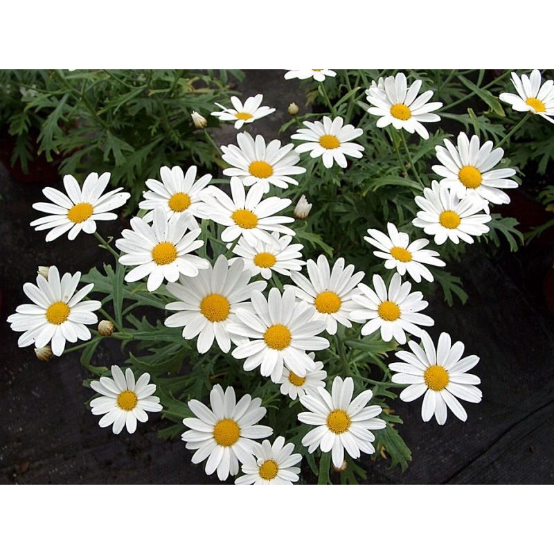 Hạt Giống Hoa Cúc Họa Mi Marguerite 50cm - SL: 100 HẠT