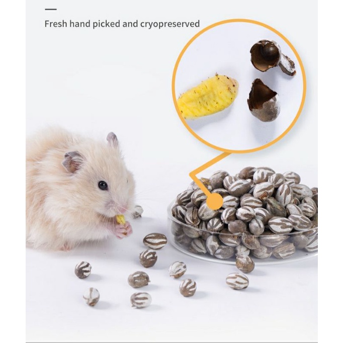 Trứng bọ đất hải sâm dành cho hamster,sóc,nhím và thú cưng nhỏ