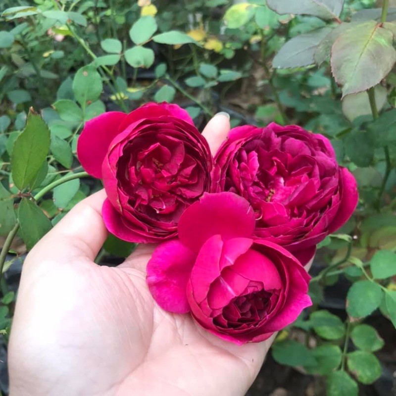 Cây Hoa hồng bụi Autumn Rouge