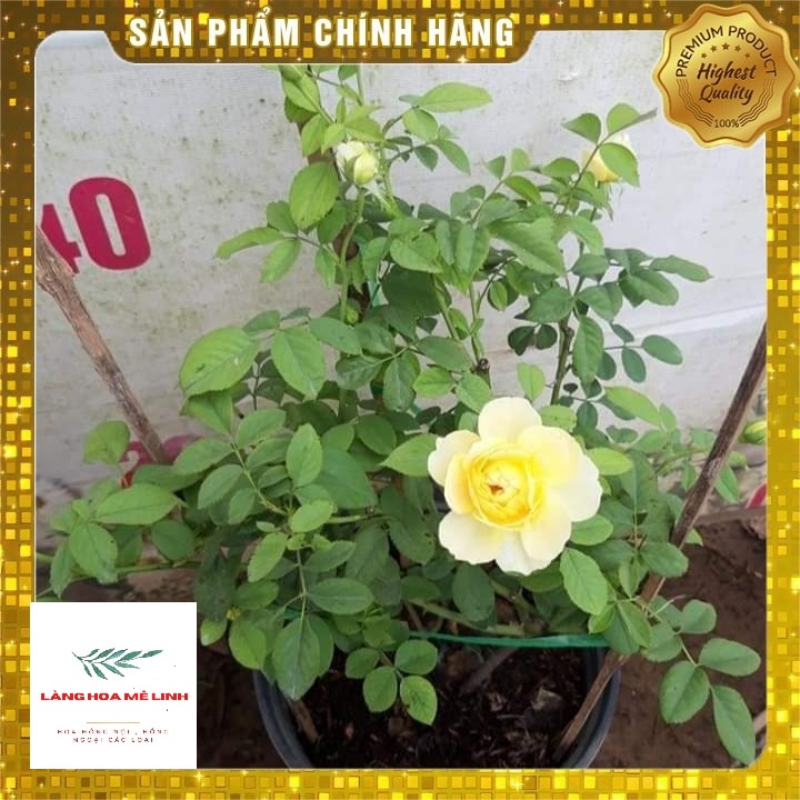 Hoa Hồng Ngoại (Bụi)  Molineux Rose màu Vàng [️ĐẸP NHẤT - SIÊU HOT️] - mùi hương mộc dược - sai hoa - dễ chăm