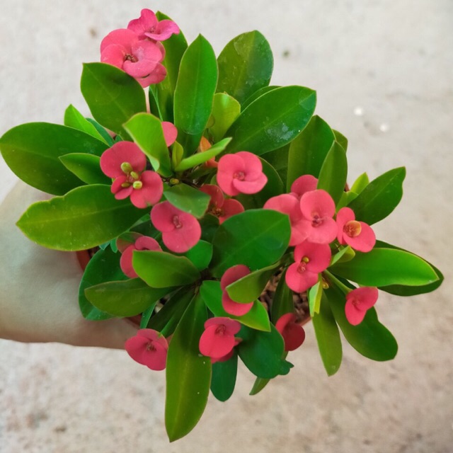 Cây xương rồng bát tiên  siêu hoa