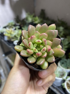 SEN ĐÁ RUBI ĐỎ 4-6CM