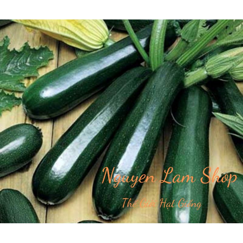 HẠT GIỐNG BÍ NGÒI XANH