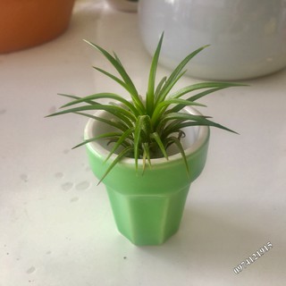 Chậu cây mini
