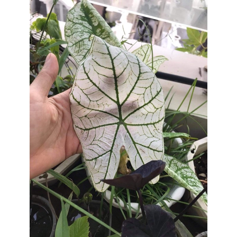 Củ môn trắng - caladium white christmas