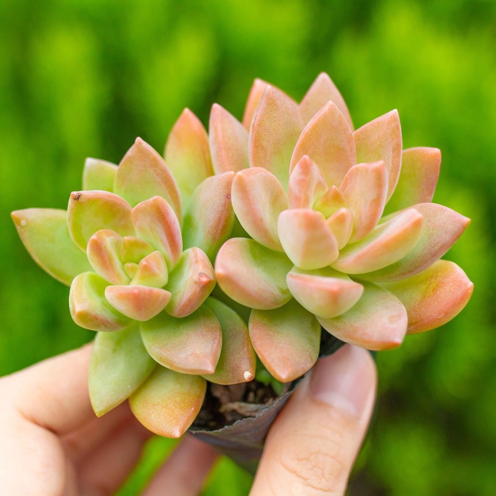 Sen đá đỏ lá dài 5-7cm - Vườn sen đá