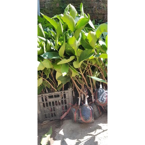 Cây Giống Roi Đường