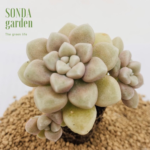 Sen đá kim tuyến SONDA GARDEN size mini 2.5-4cm, xuất xứ Đà Lạt, khoẻ đẹp, lỗi 1 đổi 1