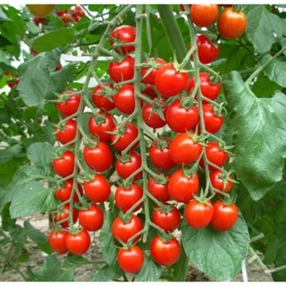 Hạt cà chua bi cherry đỏ f1 - gói 0,2 gram