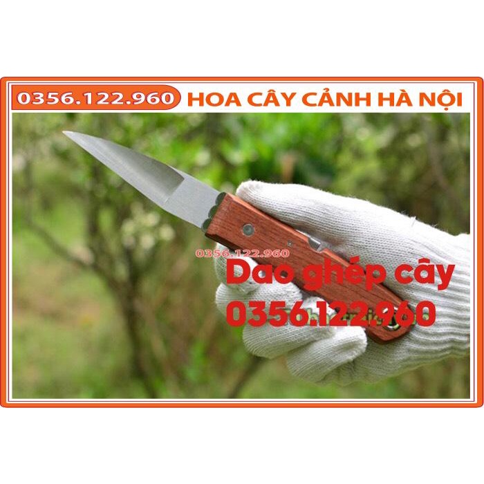 Dụng cụ chiết ghép cành cán gỗ- Dụng cụ Ghép Cây Chuyên Dụng - Chuyên dùng cho nhà vườn