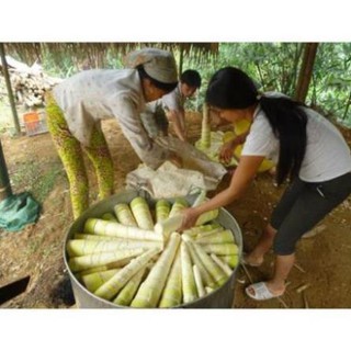 Cây giống măng tre bát độ