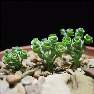 Hạt giống cỏ xoắn ốc giá rẻ