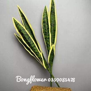 Cành lưỡi hổ giả cao cấp có 3 kích thước