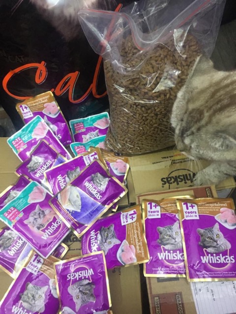 12 gói Patê whiskas 85g