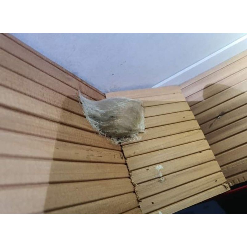 SET YẾN SÀO NGUYÊN CHẤT 100% CAM KẾT KHÔNG PHA TẠP CHẤT NHA | BigBuy360 - bigbuy360.vn