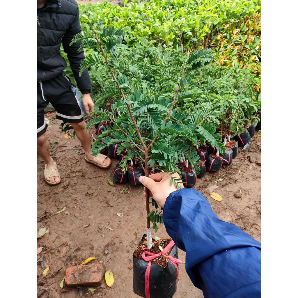 Cây Giống me thái ghép siêu sơm