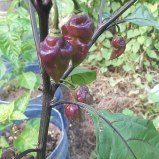 Hạt ớt giống Devil Tongue Purple