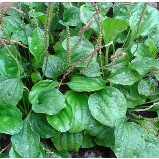 Hạt giống cây rau mã đề - Gói 2gram - STHG2
