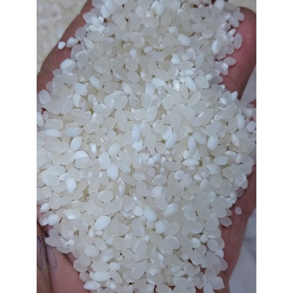 Gạo nếp TÚ LỆ/Đặc sản Yên Bái 1kg- Gạo mùa vừa gặt dẻo, thơm