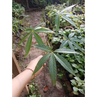 CÂY GIỐNG TRÔM LẤY MỦ