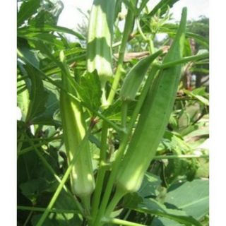 40 hạt giống đậu bắp xanh