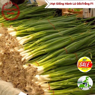 Hạt Giống Hành Lá Gốc Trắng F1