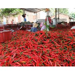 1kg Whole Chili - Ớt trái khô SPICESUPPLY Việt Nam nguyên trái siêu cay