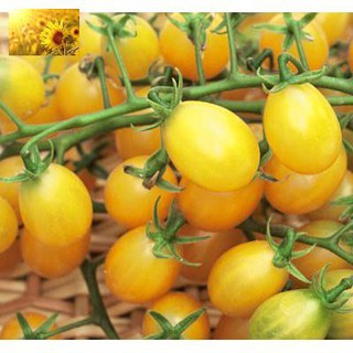 Hạt Giống Cà Chua Bi Vàng (30Hạt)