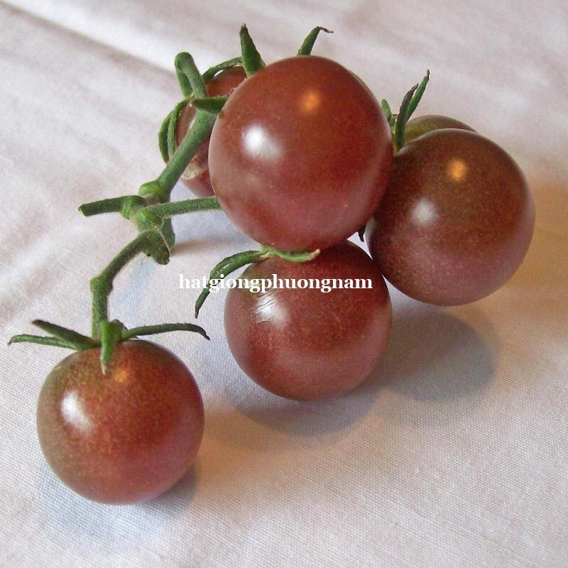 HẠT GIỐNG CÀ CHUA CHOCOLA