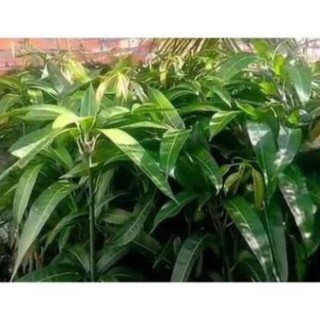 Cây Xoài Đài Loan