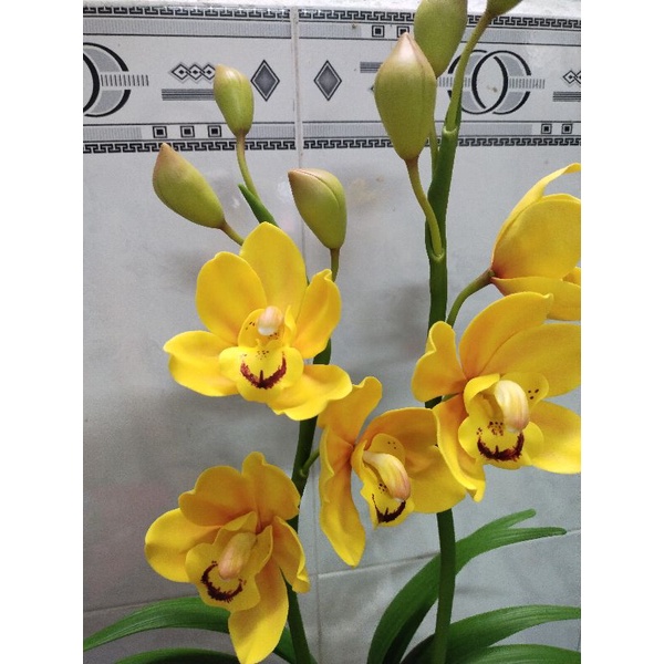 Hoa địa lan đất sét