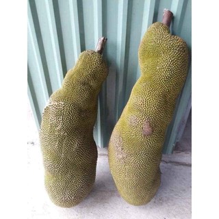 Cây Mít Mã Lai giống chuẩn