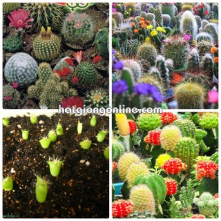 15 Hạt giống hoa Xương rồng mix 