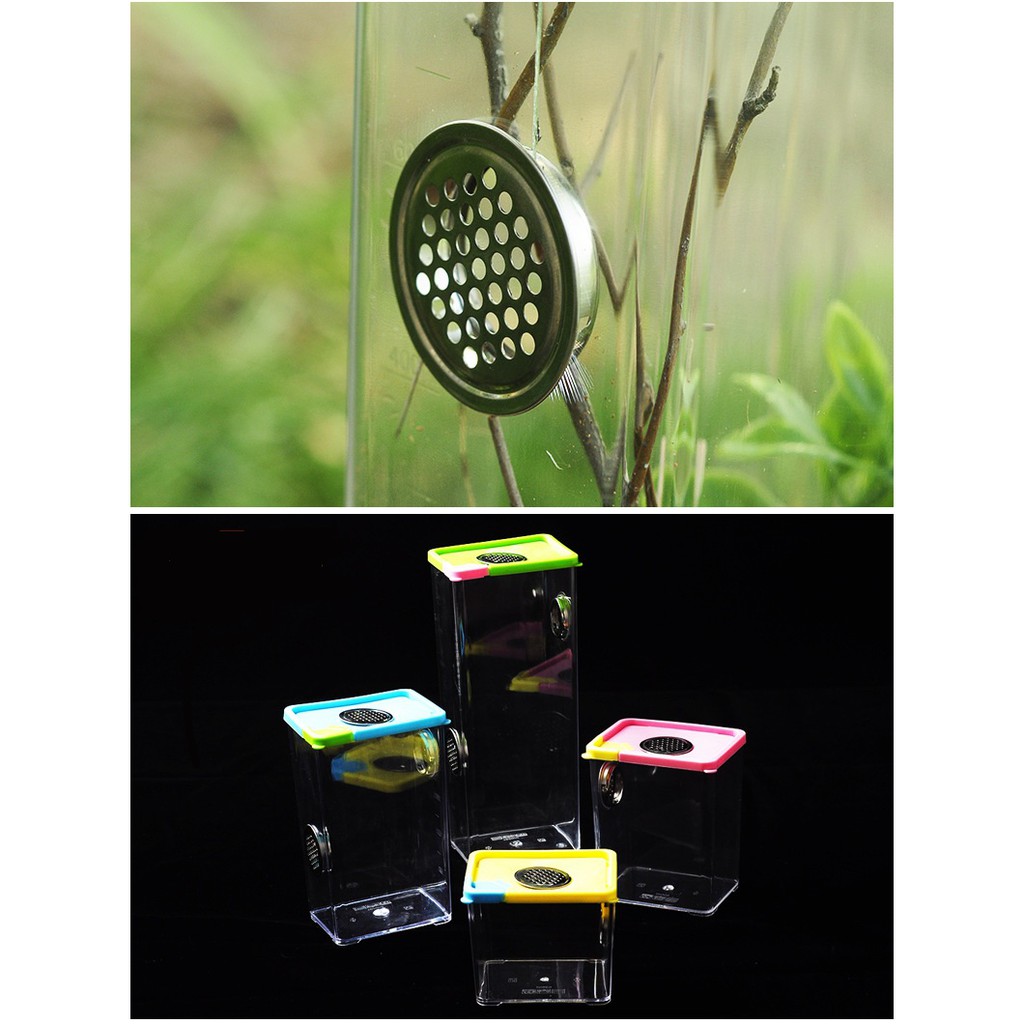 Tank nuôi nhện bọ cạp rết vật nuôi nhỏ